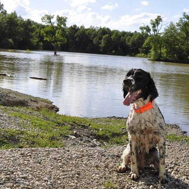 Waterproof Dog Collar G274962