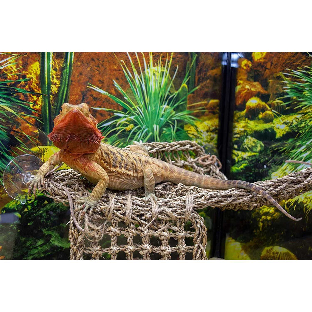 Lizard Lounger Y89977
