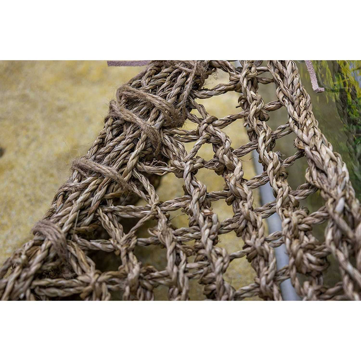 Lizard Lounger Y89977