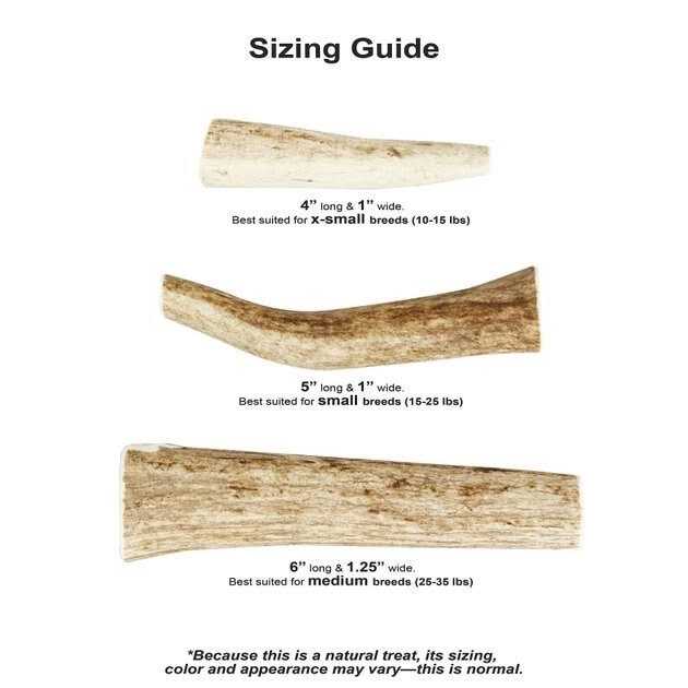 Whole Wild Elk Antler L642