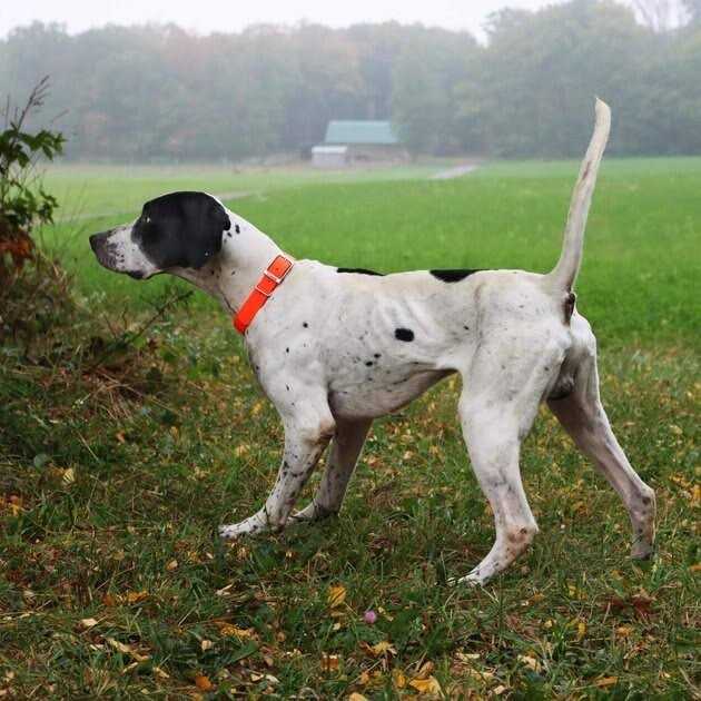 Waterproof Dog Collar G274962