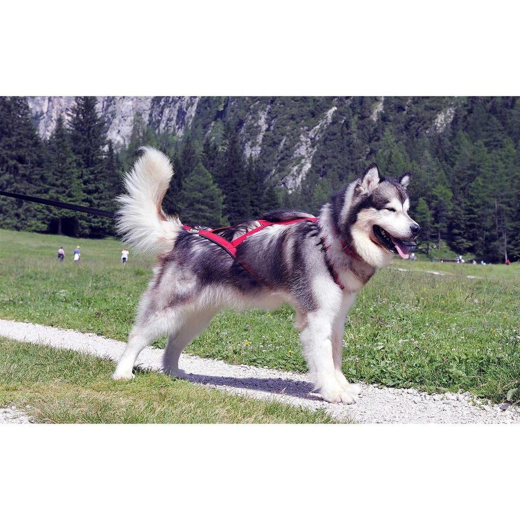 Dog Pulling Harness Z570