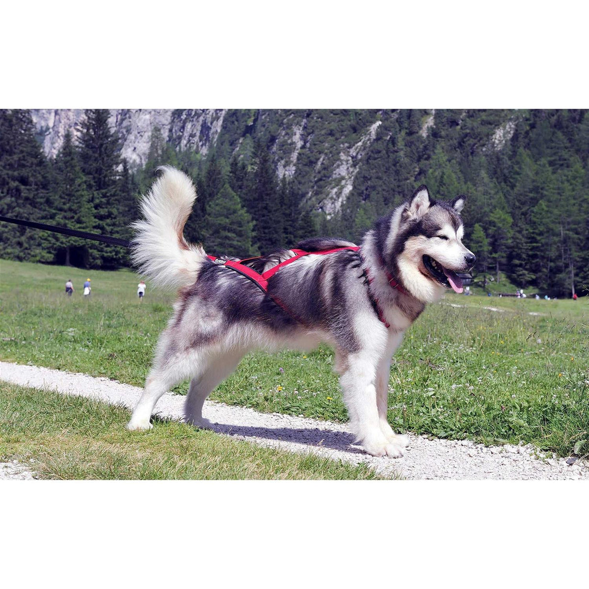Dog Pulling Harness Z570