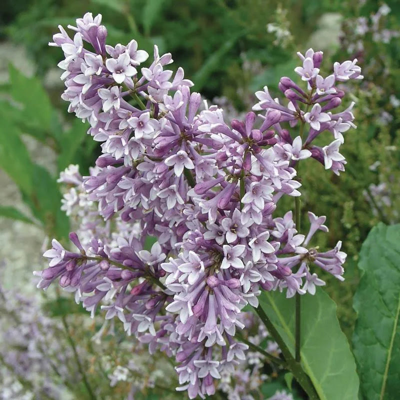 Purple Pink Lilac Hedge Q3146