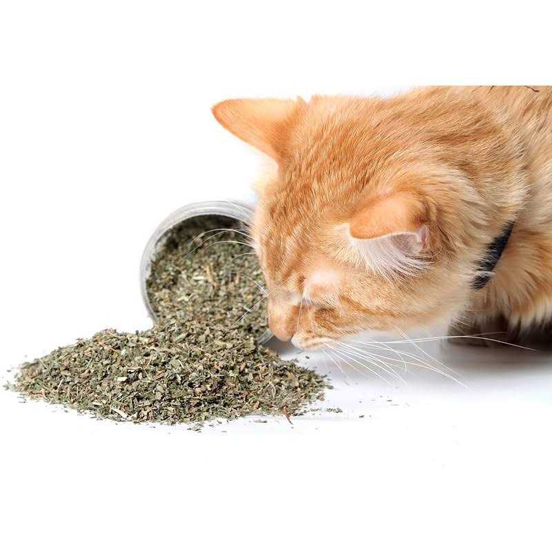 Catnip Blend E754517